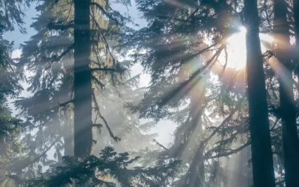 Grounding With Gratitude