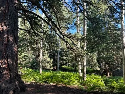 Grounding With Mother Earth For Stress Relief