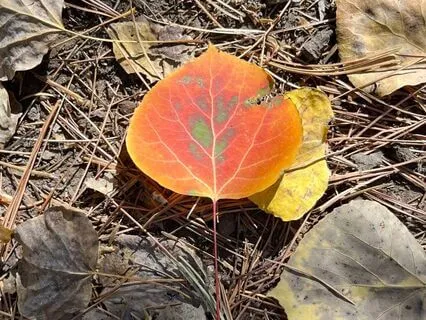 Grounding With Our Senses In Nature