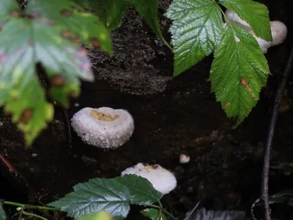 Grounding With The Earth