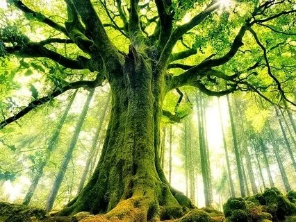 Grounding With The Sacred Tree Wisdom