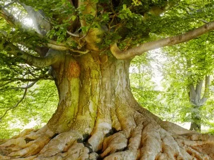 Grounding With Tree Roots