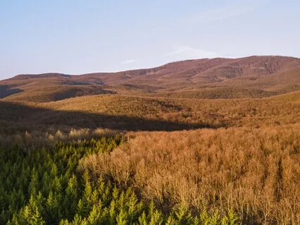 Grounding Yoga Nidra