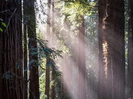 Grounding Yoga Nidra