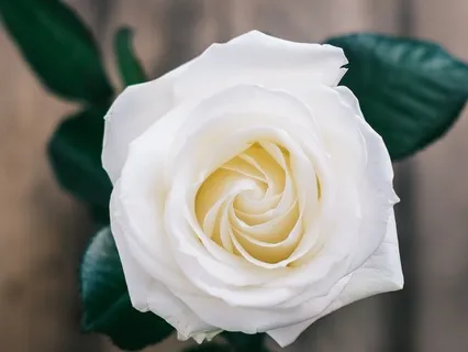 Grounding Yoga Nidra | Joyous Body