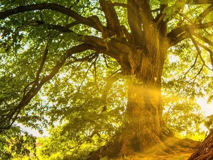 Grounding Yoga Nidra: Quiet The Mind, Connect To The Body