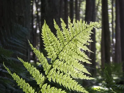 Grounding Yoga Nidra With Birdsong