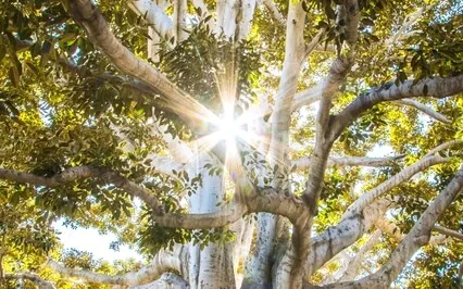 Grounding Yogic Meditation To Focus & Calm The Mind