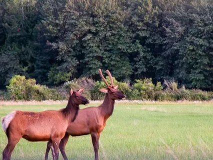 Grow Courage With The Full Buck Moon