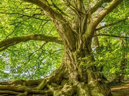 Grow Strong And Resilient As A Tree