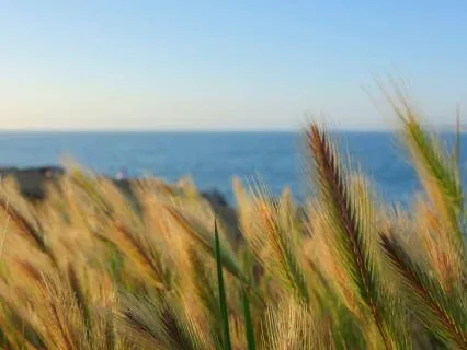 Grow The Feeling Of Gratitude