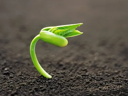 Growing From Darkness