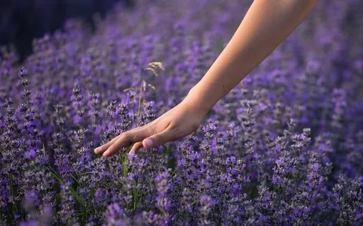 Growing Happiness In The Mind