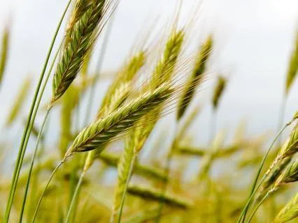 Growing In Gratitude