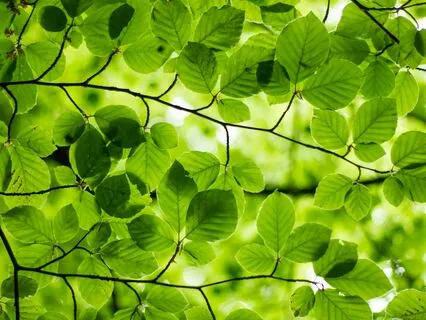 Growing Into Creative Abundance - A Guided Visualisation