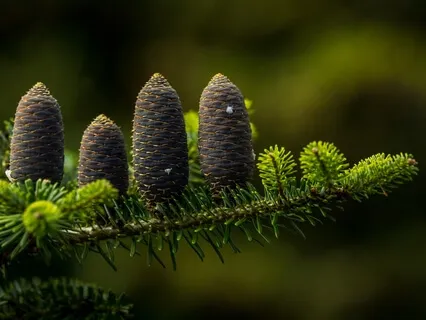 Growing Into Grace (Piano Music)