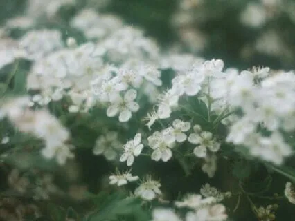 Growing Like Flowers - Piano Music