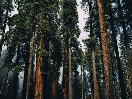 Growing Strong Roots