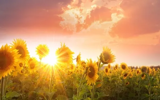 Growing The Seeds Of Your Purpose