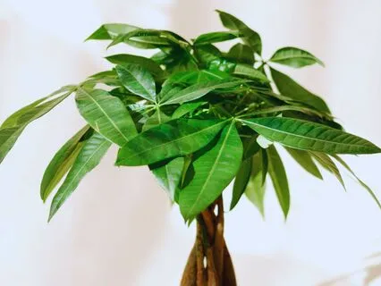 Aligning Yourself With The Frequency Of Wealth