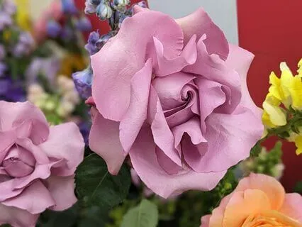 Growth | Mindful Motivation