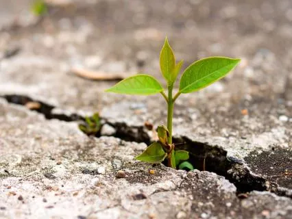 Growth Mindset: The Yoga Of Resilience In Difficulty