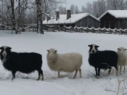 Metta med en andlig vän