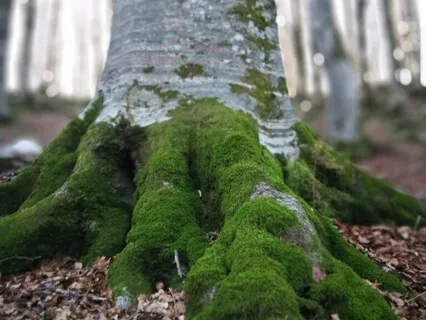 Guidad mindfulness och meditationspromenad