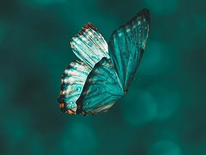 Guidance For A Time Of Transformation- Becoming Butterfly