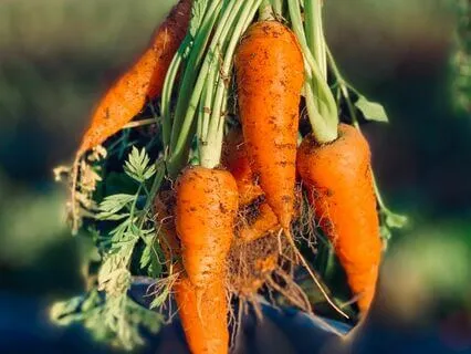 Guided 5 Senses Visualization Day 4/5 - Taste