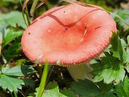 Affirmations For Inner Peace, Resilience & Positivity