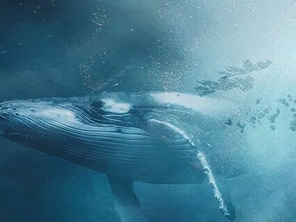 Guided Anapanasati (Vipassana) 15 Minutes Meditation