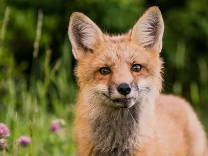 Guided Animal Reiki Journey Experience