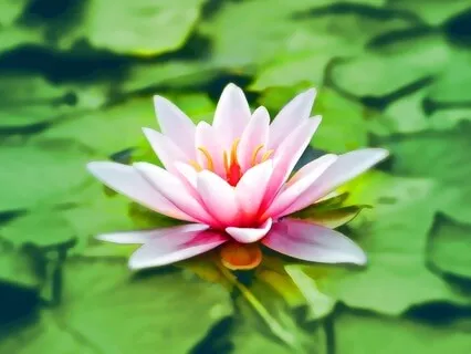 Guided Awakening Mediation