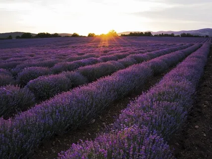 Melt Stress Away In 8 Minutes (Guided Body Scan)