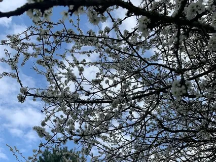 Guided Body Scan & Mindfulness Of Breathing