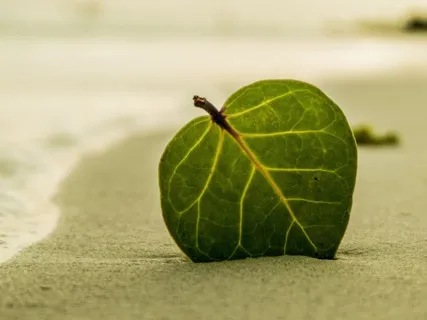 Guided Body Scan Meditation