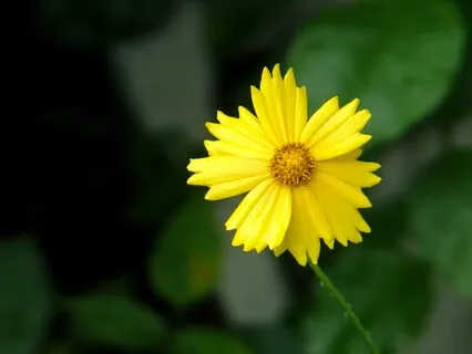 Guided Boxed Breathing Session 