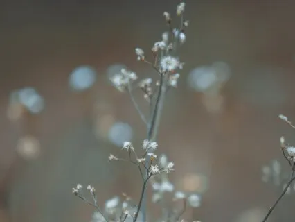 Guided Breath Awareness