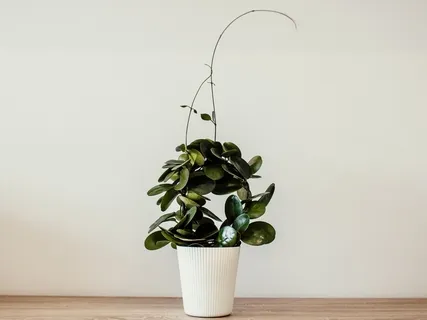 Guided Breath Meditation