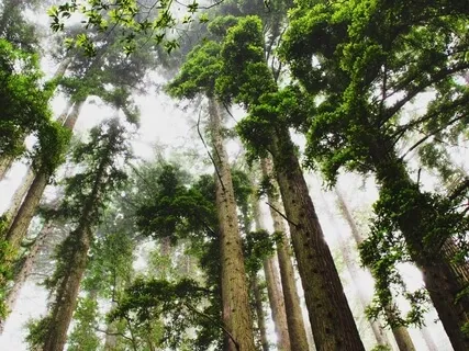 Guided Breath Work Using Kapalabhati And Super Ventilation 