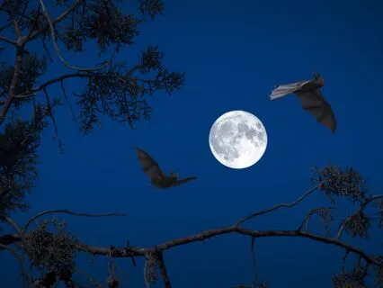 Guided By The Full Moon Pisces – Ceremony & Meditation