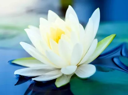 Balance Your Being Through Aligning Your Chakras