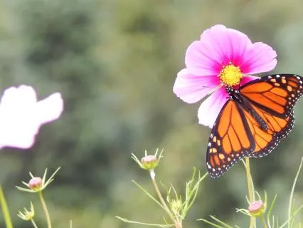 Guided Chakra Sound Healing Meditation