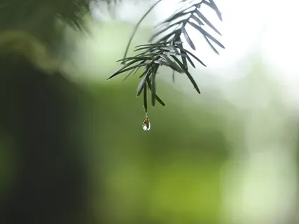 Cultivate Compassion