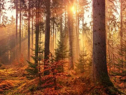 Guided Connection Meditation For Nervous System Awareness