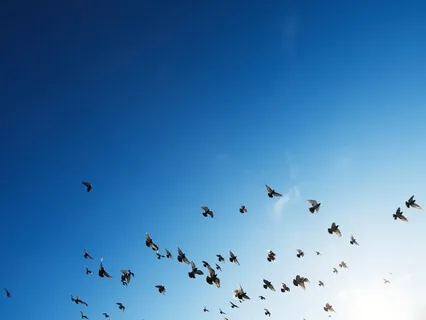 Guided Deep Relaxation (Savasana)