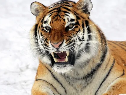 Guided Fearlessness Practice