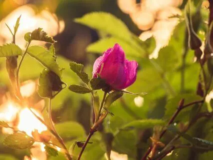 Guided Flower Wisdom Meditation (432 Hz With Binaural Beats)