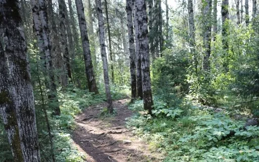 Guided Forest Journey Meditation